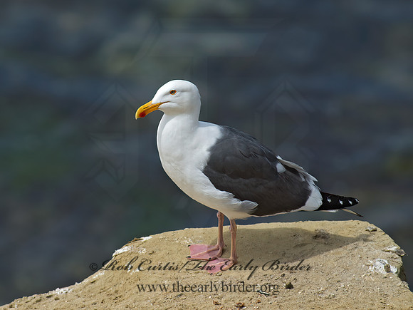 Larus occidentalis  WESTERN GULL 9055924z