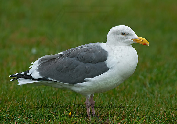 Larus occidentalis  WESTERN GULL 7017285z