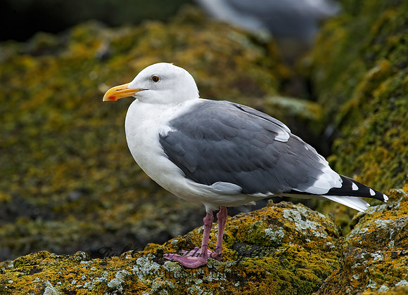 Larus occidentalis  WESTERN GULL 8019534z