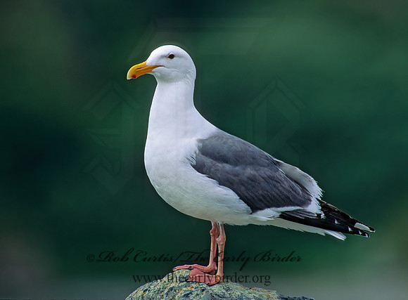 Larus occidentalis  WESTERN GULL 129516z
