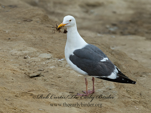 Larus occidentalis  WESTERN GULL 9055557z