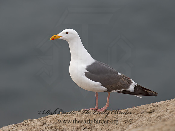 Larus occidentalis  WESTERN GULL 9055393z