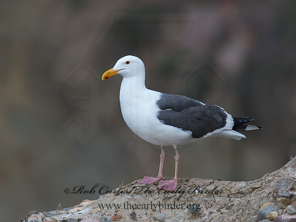 Larus occidentalis  WESTERN GULL 9055378z