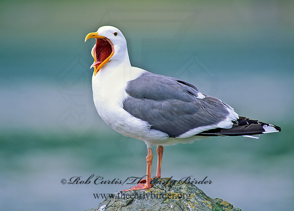 Larus occidentalis  WESTERN GULL 129515z