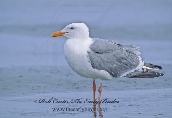 Larus occidentalis  WESTERN GULL 145830z