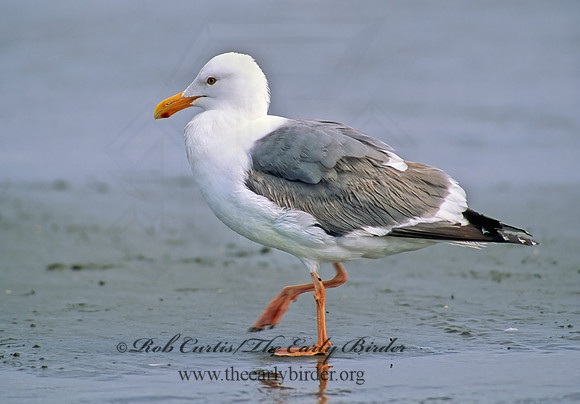 Larus occidentalis  WESTERN GULL 145625z