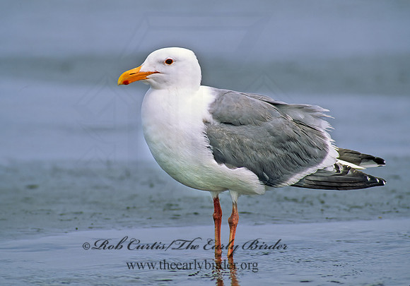 Larus occidentalis  WESTERN GULL 145629z