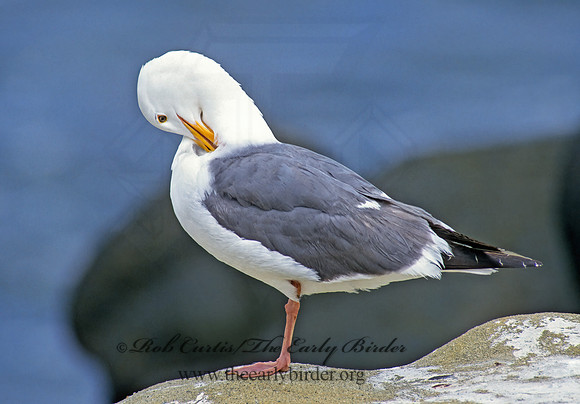 Larus occidentalis  WESTERN GULL 107418z