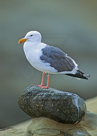 Larus occidentalis  WESTERN GULL 107124z