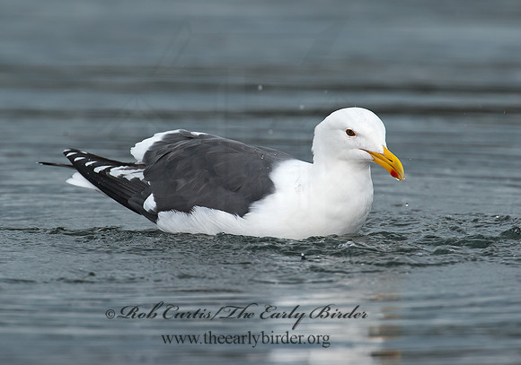 Larus occidentalis  WESTERN GULL 8020232z