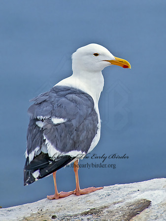 Larus occidentalis  WESTERN GULL 107419-1z