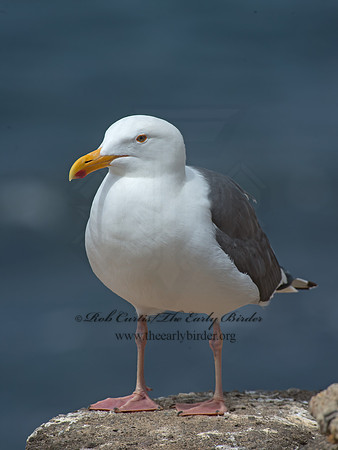 Larus occidentalis  WESTERN GULL 9055926z