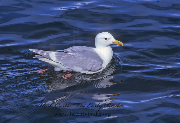 Larus occidentalis  WESTERN GULL 226533z