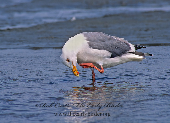 Larus occidentalis  WESTERN GULL 145831z