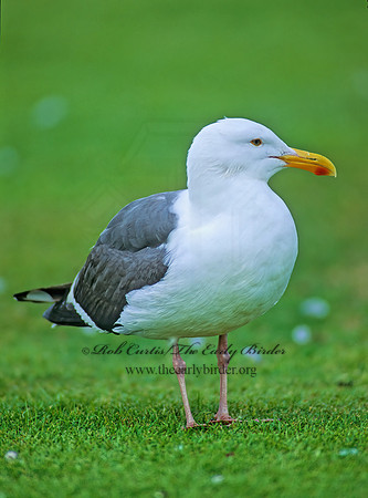 Larus occidentalis  WESTERN GULL 107101z