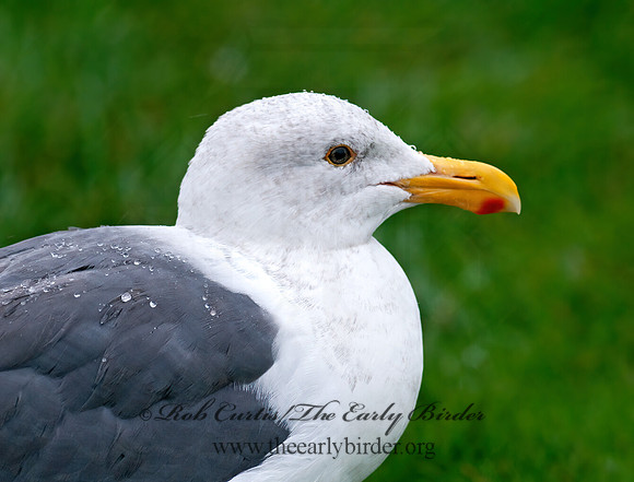 Larus occidentalis  WESTERN GULL 7017281z