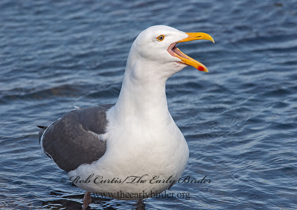 Larus occidentalis  WESTERN GULL 9057942z