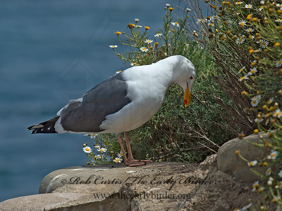 Larus occidentalis  WESTERN GULL 9055679z