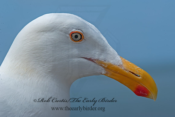 Larus occidentalis  WESTERN GULL 8036353z