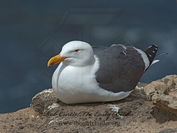 Larus occidentalis  WESTERN GULL 9055927z