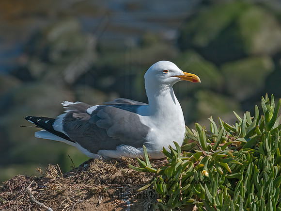 Larus occidentalis  WESTERN GULL 8036201z