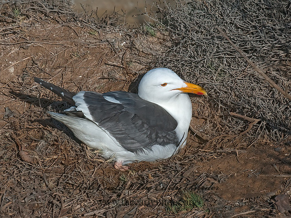 Larus occidentalis  WESTERN GULL 8036190z