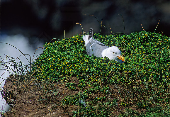 Larus occidentalis  WESTERN GULL 131336z