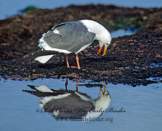Larus occidentalis  WESTERN GULL 124021z