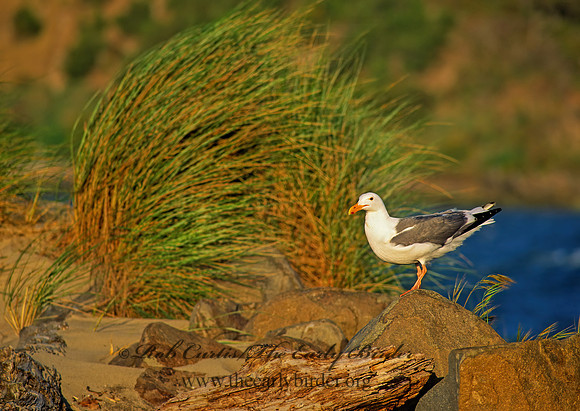 Larus occidentalis  WESTERN GULL 131226z