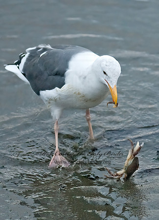 Larus occidentalis  WESTERN GULL 7017514z