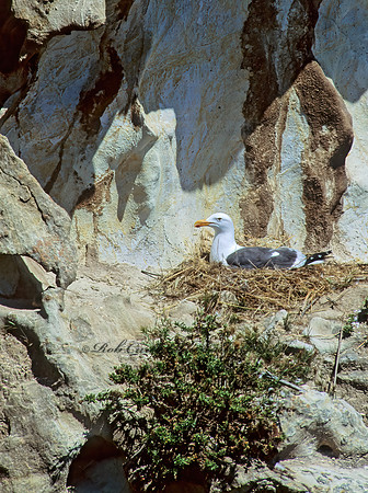 Larus occidentalis  WESTERN GULL 110218z
