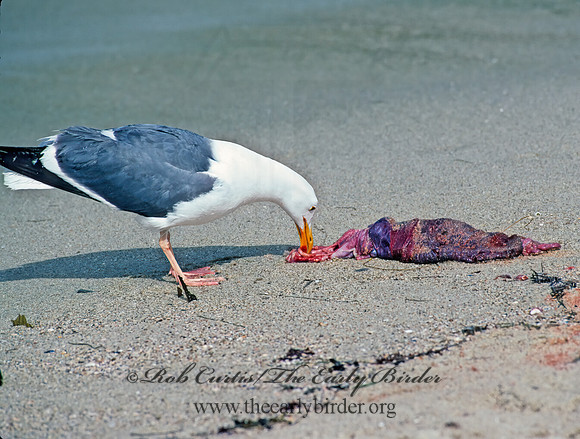 Larus occidentalis  WESTERN GULL 124415z