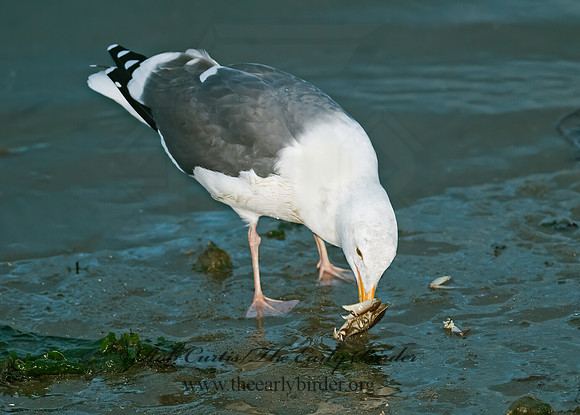 Larus occidentalis  WESTERN GULL 7017515z