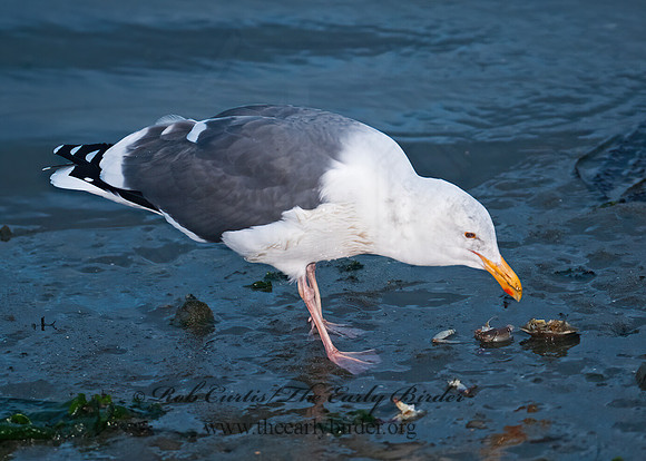Larus occidentalis  WESTERN GULL 7017516z