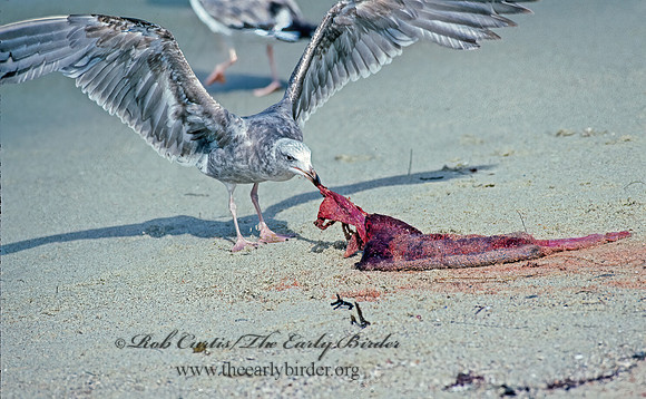 Larus occidentalis  WESTERN GULL 124422z