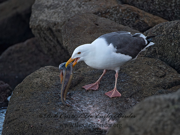 Larus occidentalis  WESTERN GULL 9057983z