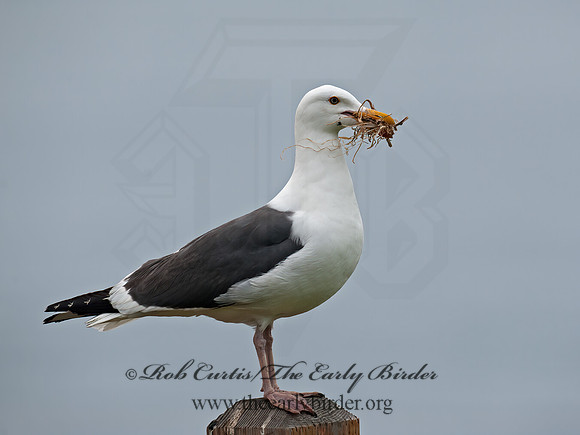 Larus occidentalis  WESTERN GULL Larus occidentalis  WESTERN GULL 8036672z