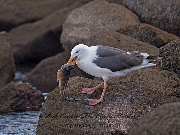 Larus occidentalis  WESTERN GULL 9057971z