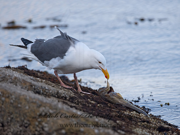 Larus occidentalis  WESTERN GULL 9057949z