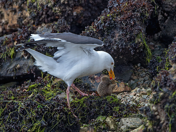 Larus occidentalis  WESTERN GULL 9058037z