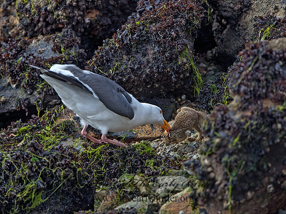 Larus occidentalis  WESTERN GULL 9058035z