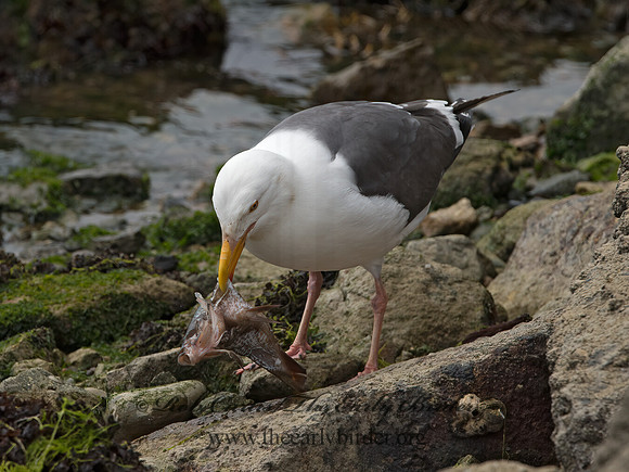 Larus occidentalis  WESTERN GULL 9058045z