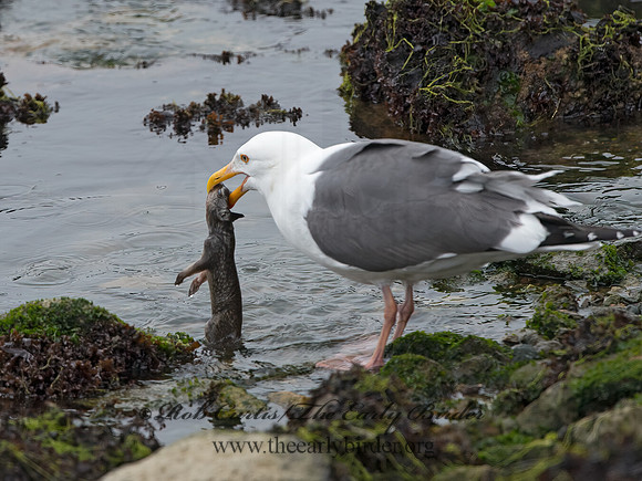 Larus occidentalis  WESTERN GULL 9058069z