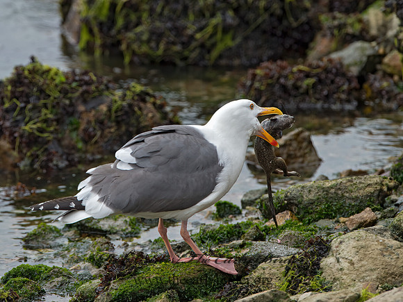 Larus occidentalis  WESTERN GULL 9058056z