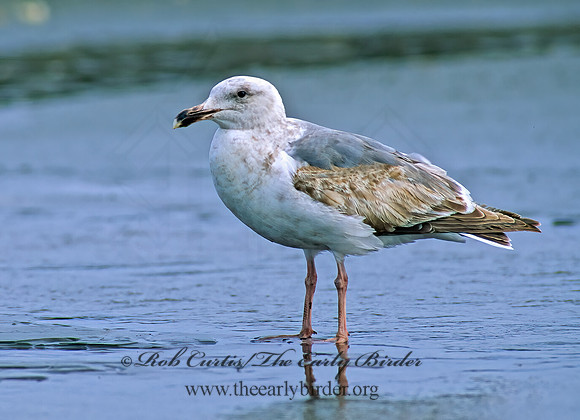 Larus occidentalis  WESTERN GULL 145628z