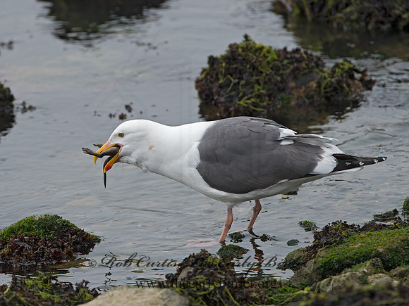 Larus occidentalis  WESTERN GULL 9058072z