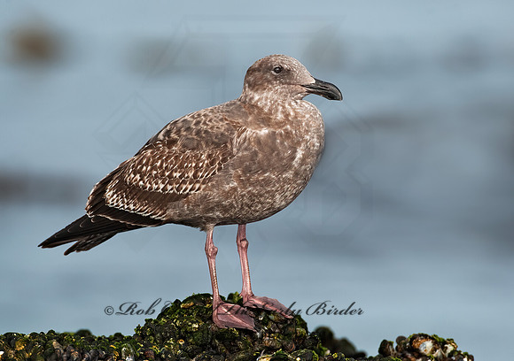 Larus occidentalis  WESTERN GULL 8020462z