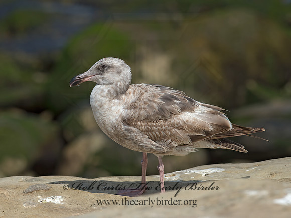 Larus occidentalis  WESTERN GULL 9055860z