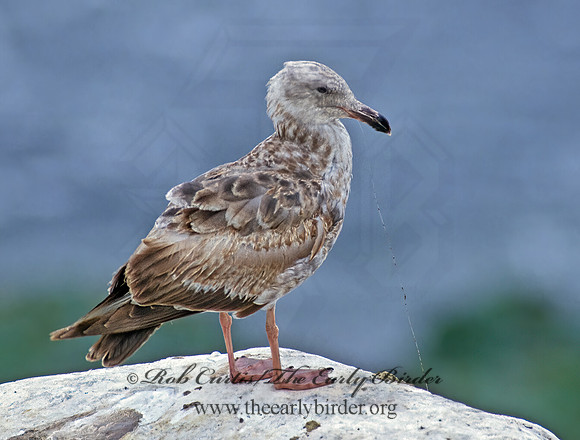 Larus occidentalis  WESTERN GULL 107337z
