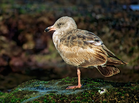 Larus occidentalis  WESTERN GULL 124016z